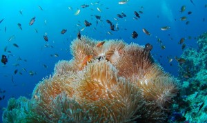 Diving-Spots-in-Bali-Indonesia
