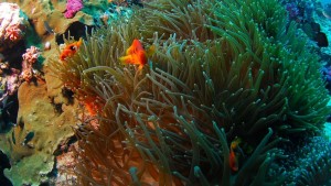 Scuba-Diving-Snorkeling-Bali-Indonesia2