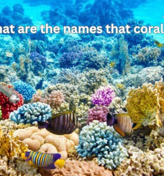 what are the names that coral eat