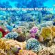 what are the names that coral eat