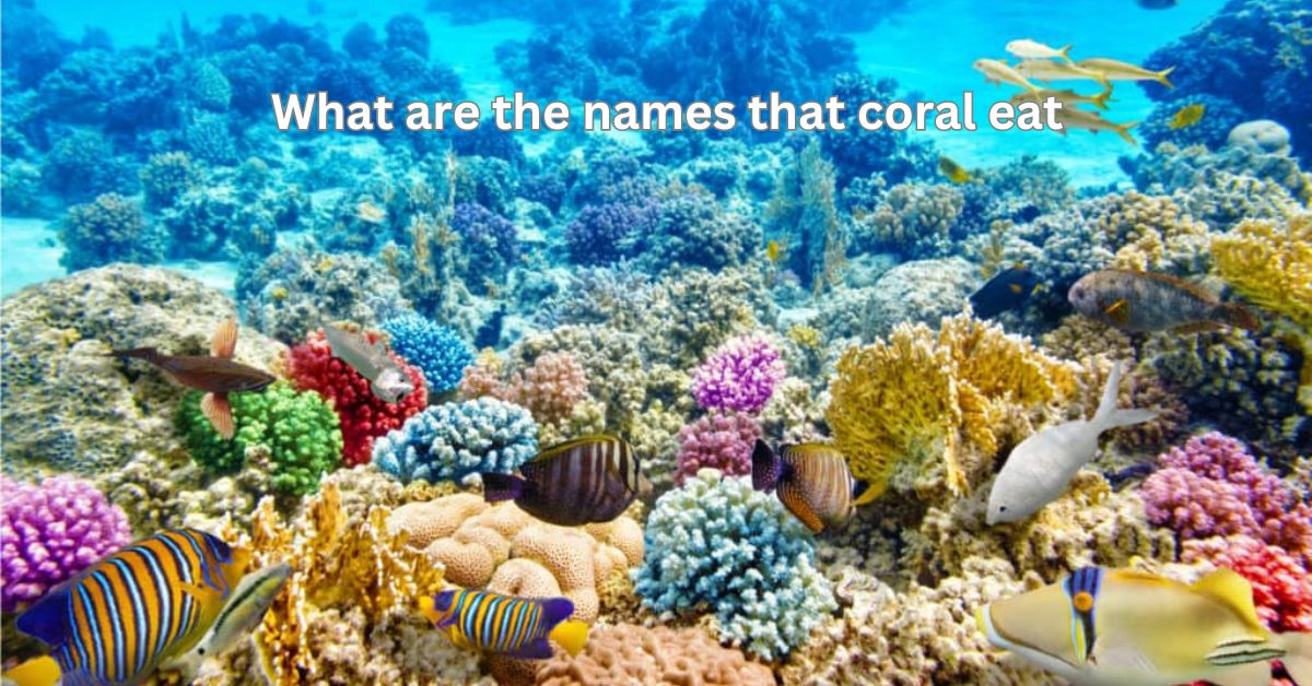 what are the names that coral eat