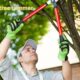 what does a tree trimmer