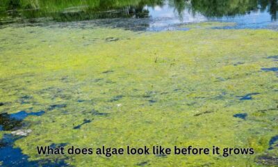 What does algae look like before it grows