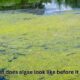 What does algae look like before it grows