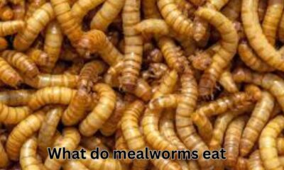 what do mealworms eat