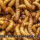 what do mealworms eat