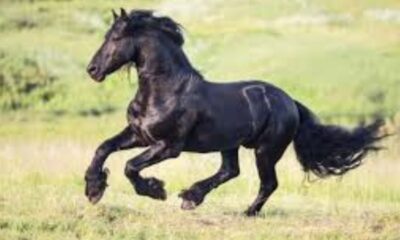 BK Horse (1)