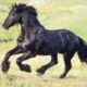 BK Horse (1)