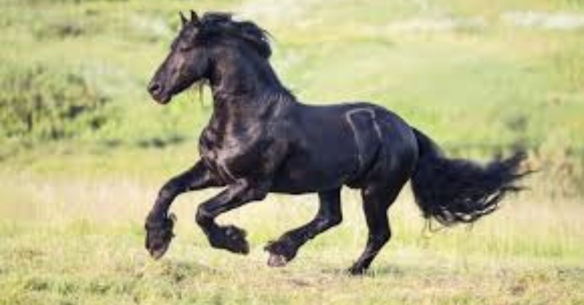 BK Horse (1)