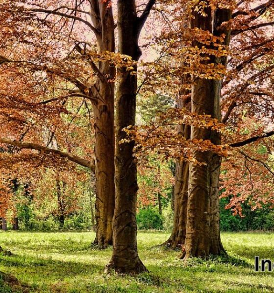 Increa Park