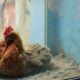 The Lavender Rooster: A Quiet Rebellion